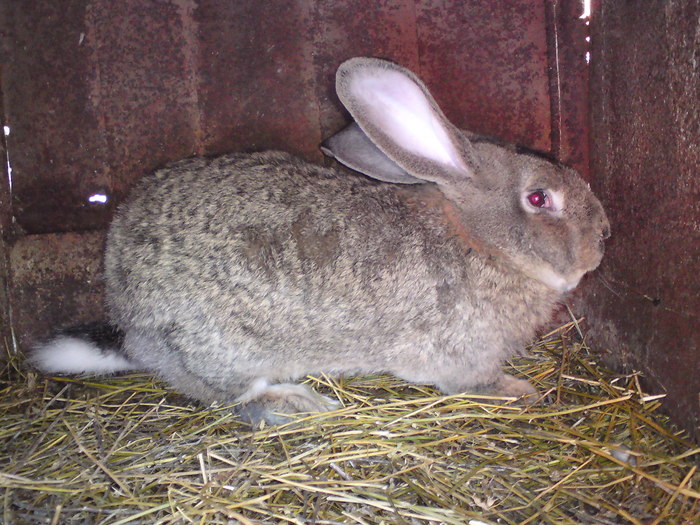femela urias german 10 luni - iepuri urias german