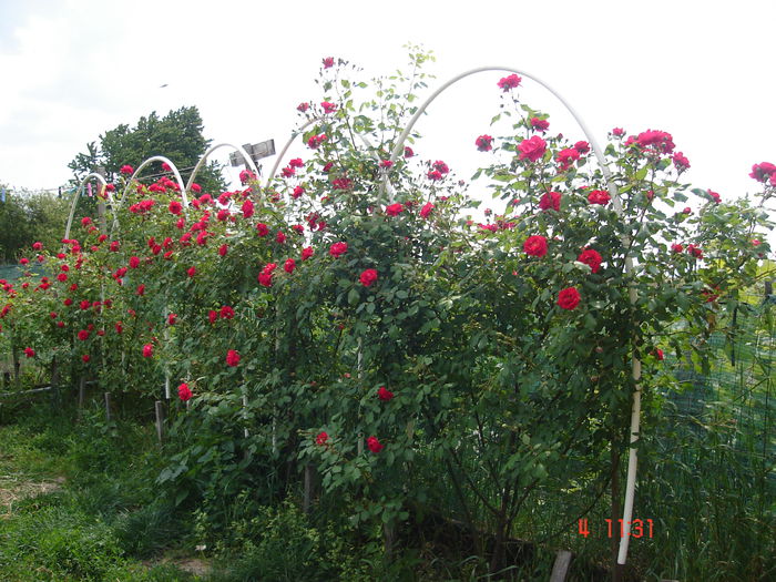 4iunie2015 010 - Butasire trandafiri urcatori