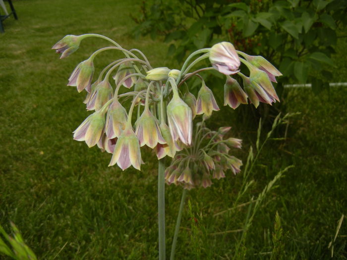 Allium siculum (2015, May 20)