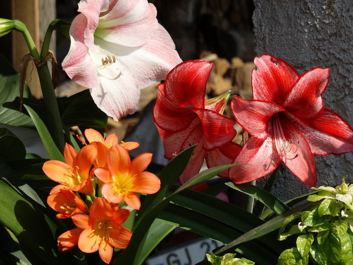 DSC01406 - Plante in ghiveci 2015
