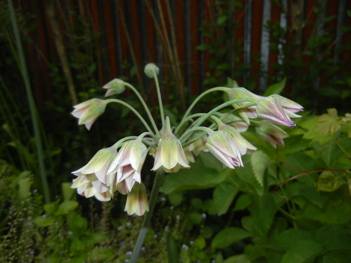 Allium siculum (2015, May 20)