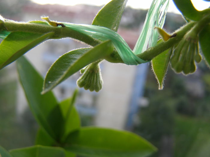 Densifolia - Hoya - surprize placute