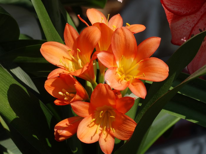 DSC01407 - Plante in ghiveci 2015