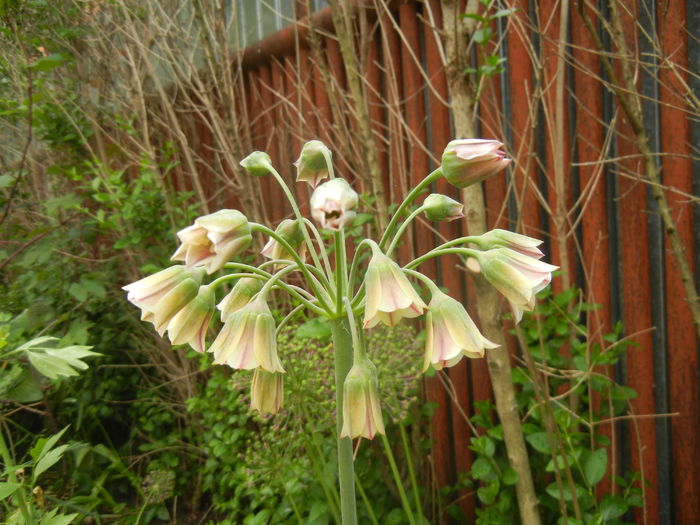 Allium siculum (2015, May 20)