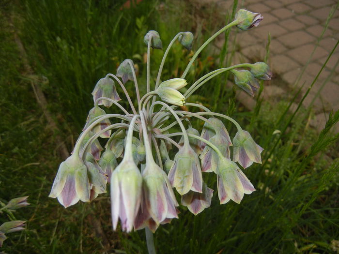 Allium siculum (2015, May 20)