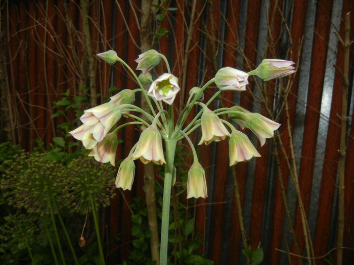 Allium siculum (2015, May 20)