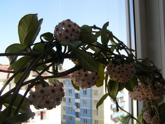 P6010042 - Hoya - surprize placute