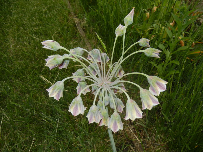 Allium siculum (2015, May 20) - Nectaroscordum siculum