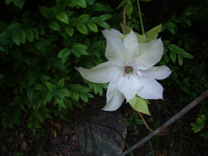 IMGP8480 - CLEMATITE - 2014-2017