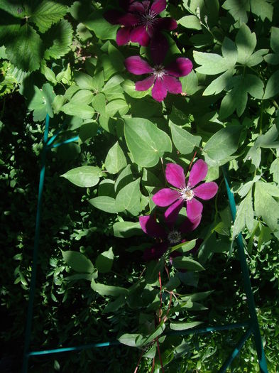 IMGP8481 - CLEMATITE - 2014-2017