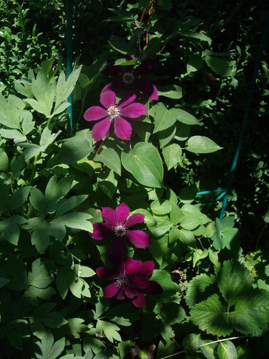 IMGP8482 - CLEMATITE - 2014-2017