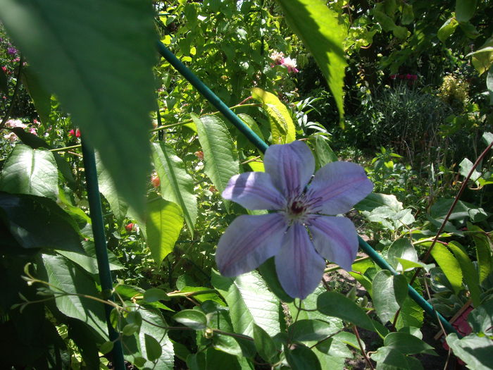 IMGP8483 - CLEMATITE - 2014-2017