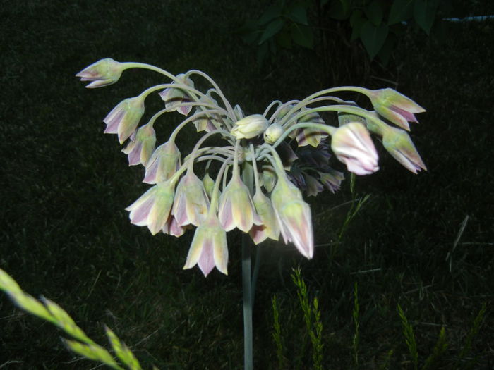 Allium siculum (2015, May 20)