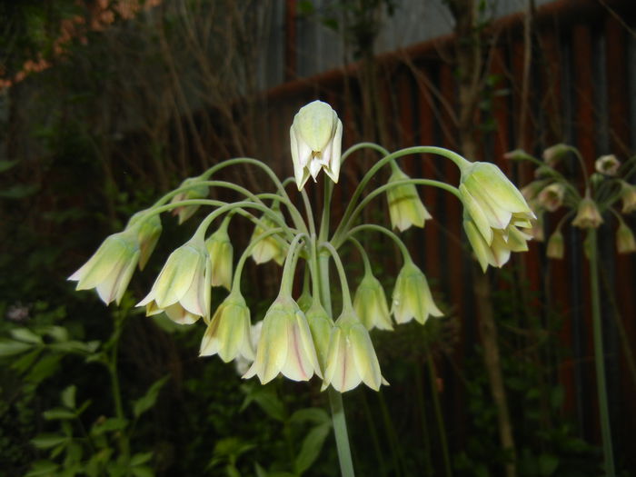 Allium siculum (2015, May 20)