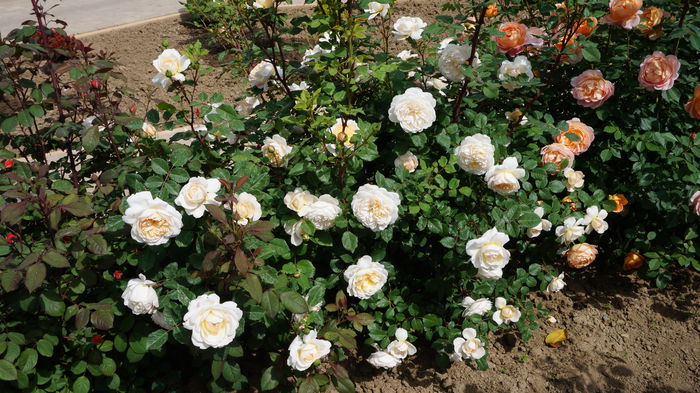 Crocus Rose - Gradina 2015