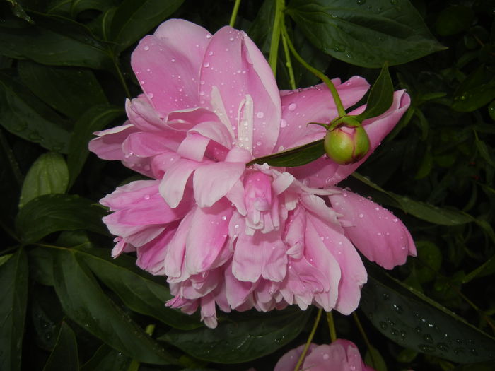 Peony. Bujor (2015, May 20)