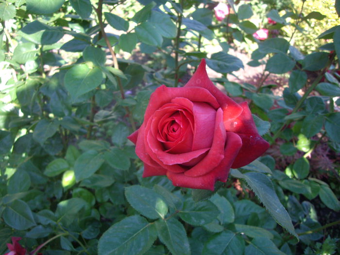 IMGP8382