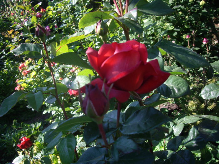 IMGP8383