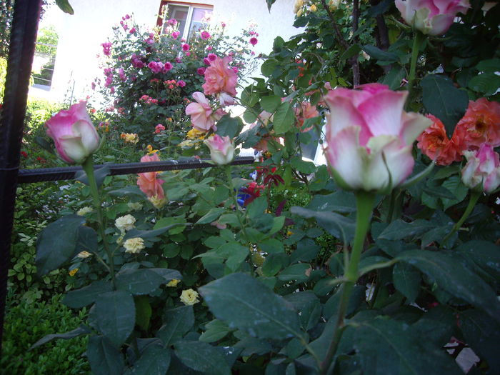 IMGP8385