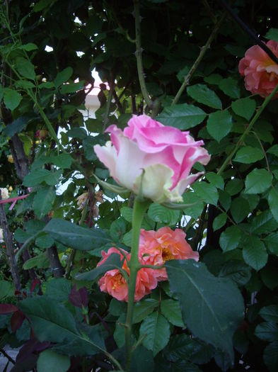 IMGP8388
