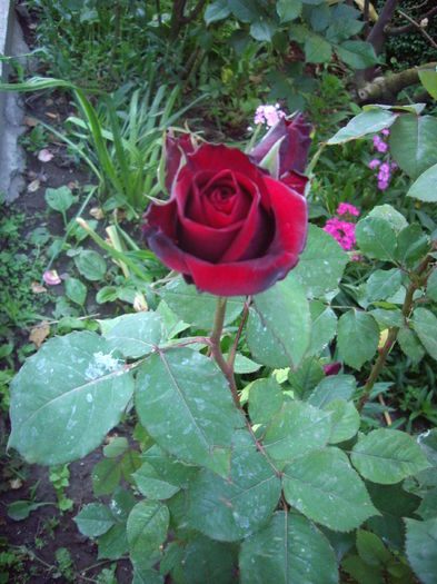 IMGP8390