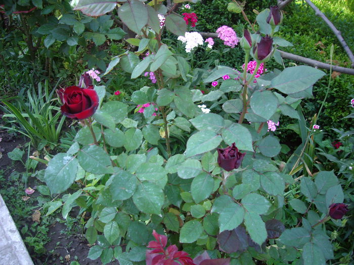 IMGP8391