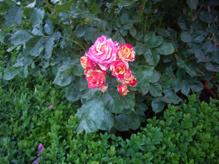 IMGP8393