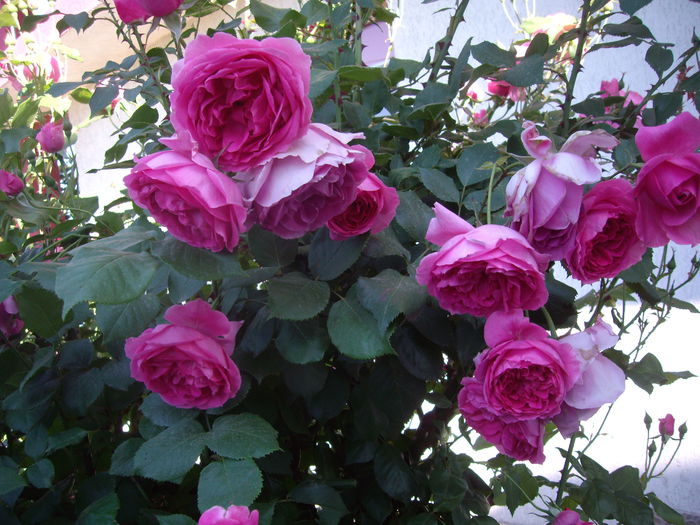 IMGP8394