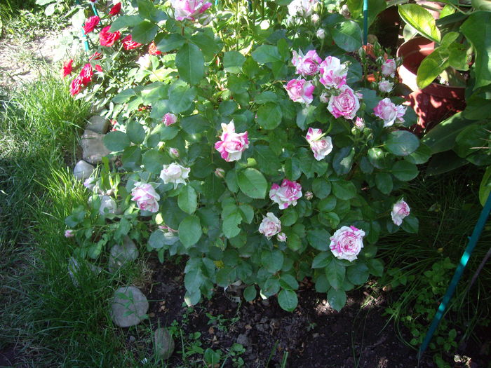 IMGP8395