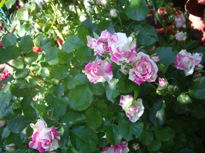 IMGP8396