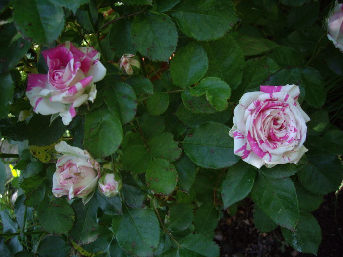 IMGP8397