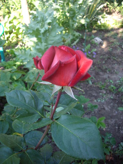 IMGP8399