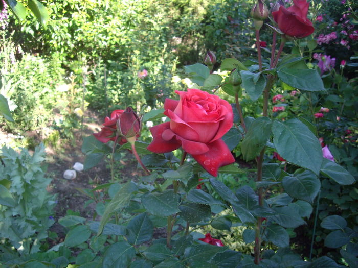 IMGP8400