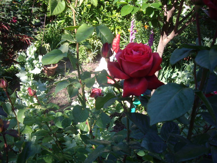 IMGP8401