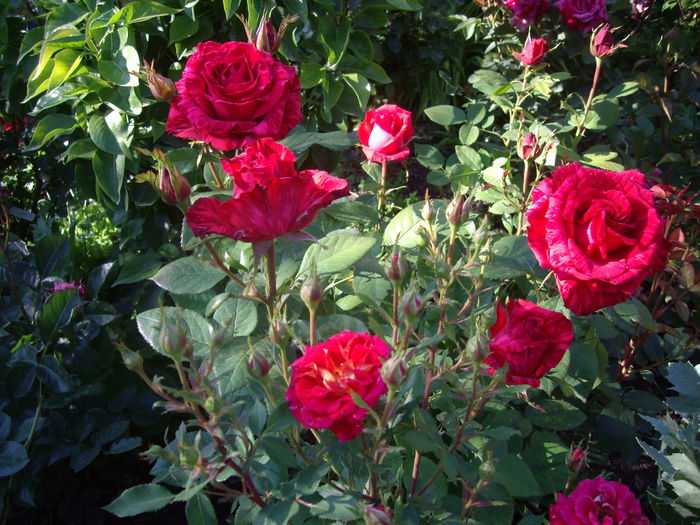 IMGP8402