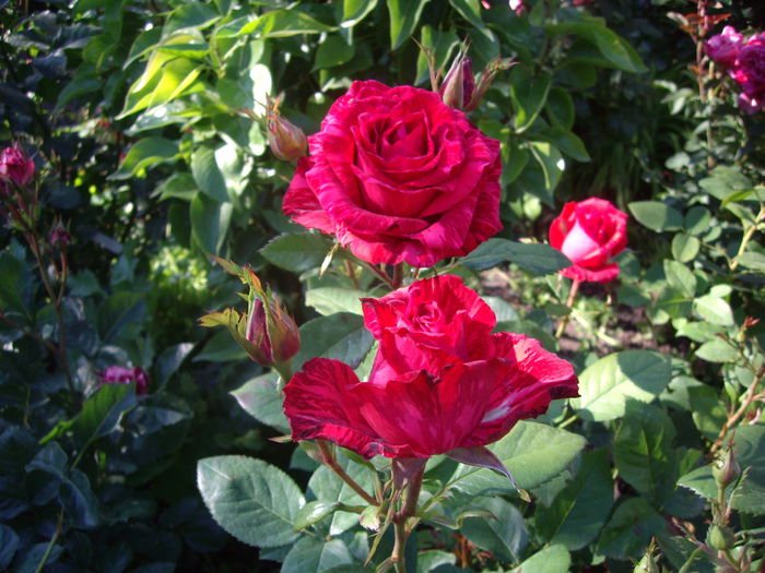 IMGP8403
