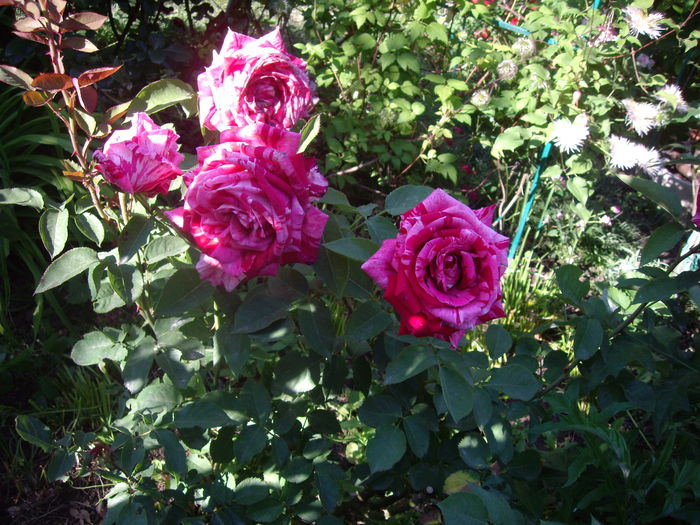 IMGP8404