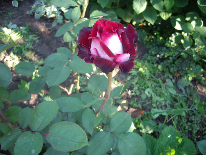 IMGP8405