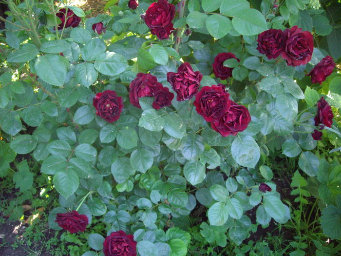 IMGP8407 - flori si trandafiri -2015 - 1