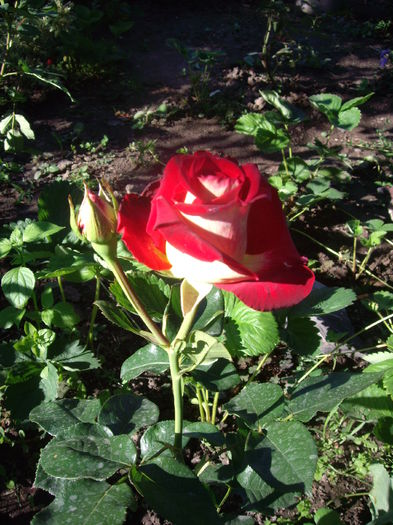 IMGP8410 - flori si trandafiri -2015 - 1