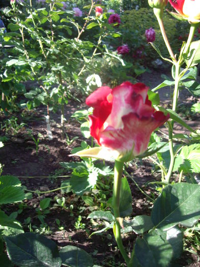 IMGP8411 - flori si trandafiri -2015 - 1