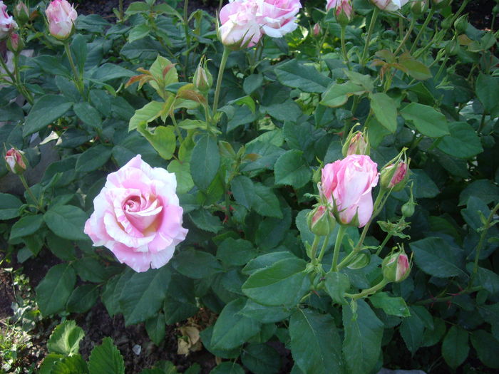 IMGP8412 - flori si trandafiri -2015 - 1