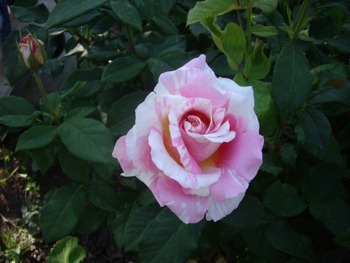 IMGP8413 - flori si trandafiri -2015 - 1