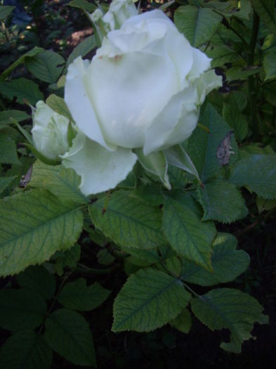 IMGP8414 - flori si trandafiri -2015 - 1