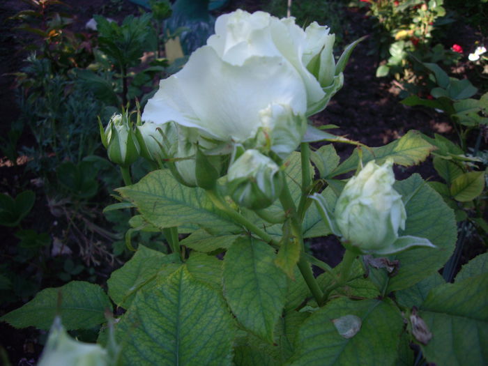 IMGP8415 - flori si trandafiri -2015 - 1