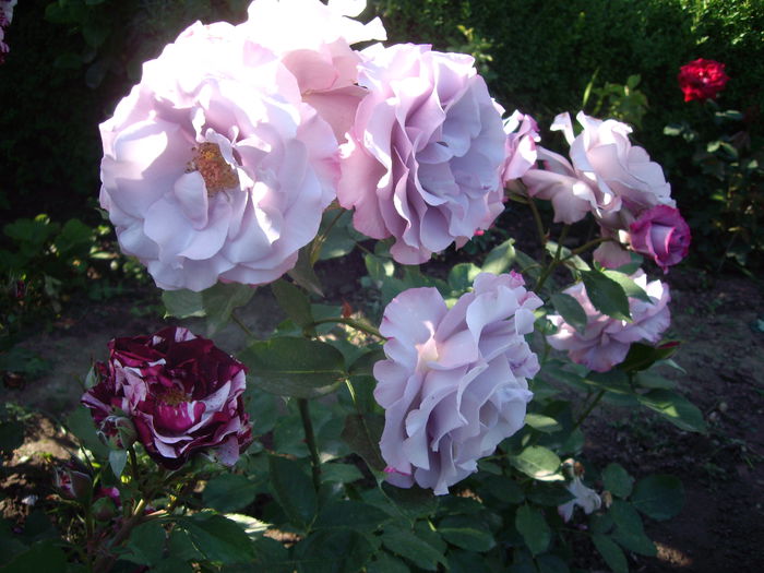 IMGP8416 - flori si trandafiri -2015 - 1
