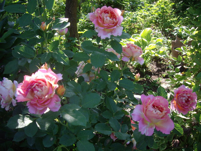 IMGP8417 - flori si trandafiri -2015 - 1