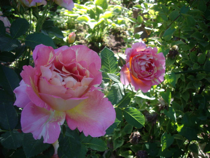 IMGP8419