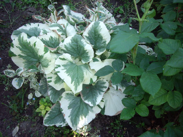 Brumera - Jack-variegata