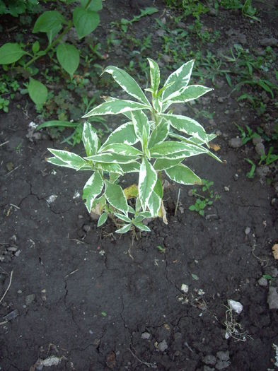 phlox paniculata variegata